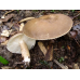 Мицелий Млечника темно-бурого / Млечник буроватый (Lactarius fuliginosus)
